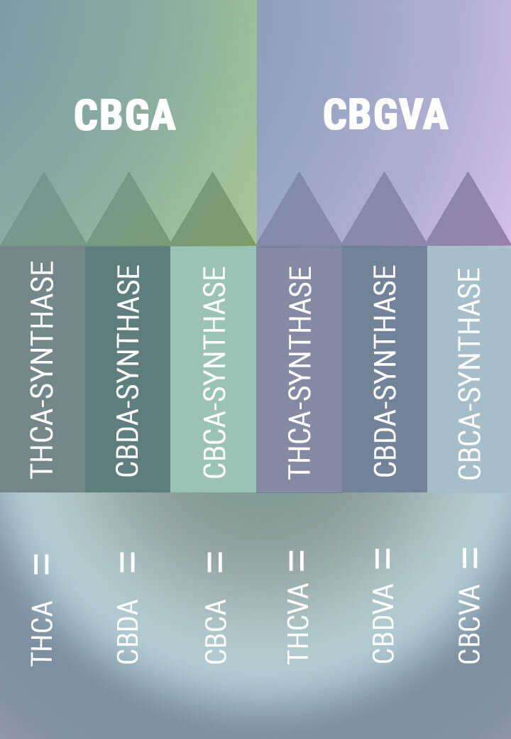 BIOSYNTHESIS CREATES THE ACID FORMS OF THE PRIMARY CANNABINOIDS