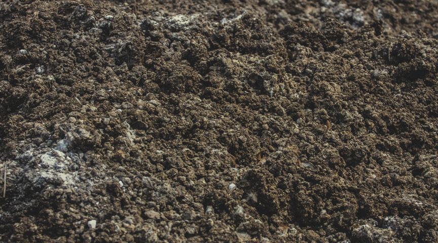 Chicken Manure Chicken Manure