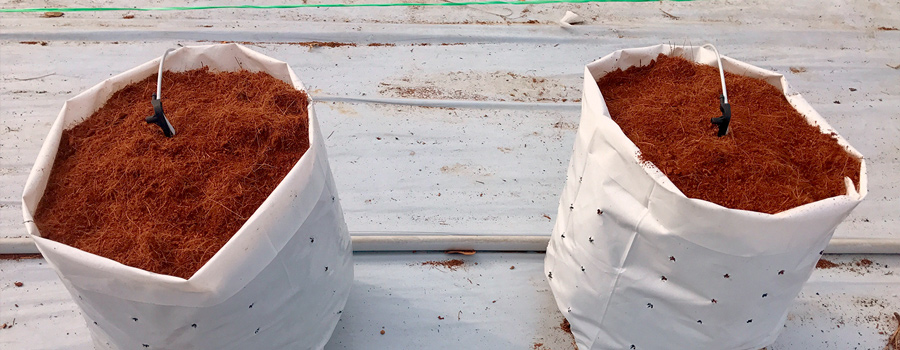 Fertigation in Cannabis Fertigation in Cannabis