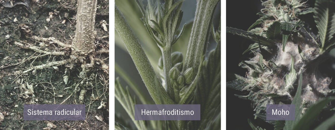 Cómo afecta el frío a las plantas de marihuana Cómo afecta el frío a las plantas de marihuana