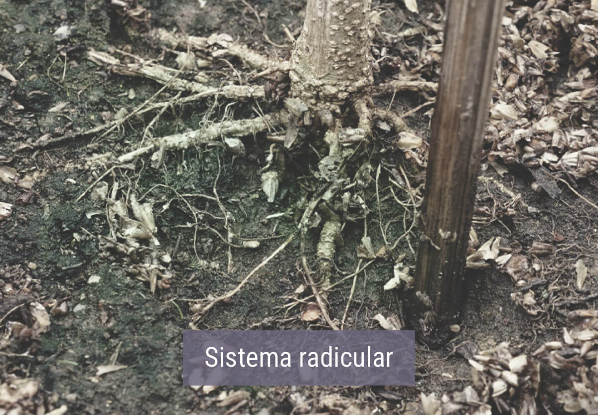 Cómo afecta el frío a las plantas de marihuana Cómo afecta el frío a las plantas de marihuana