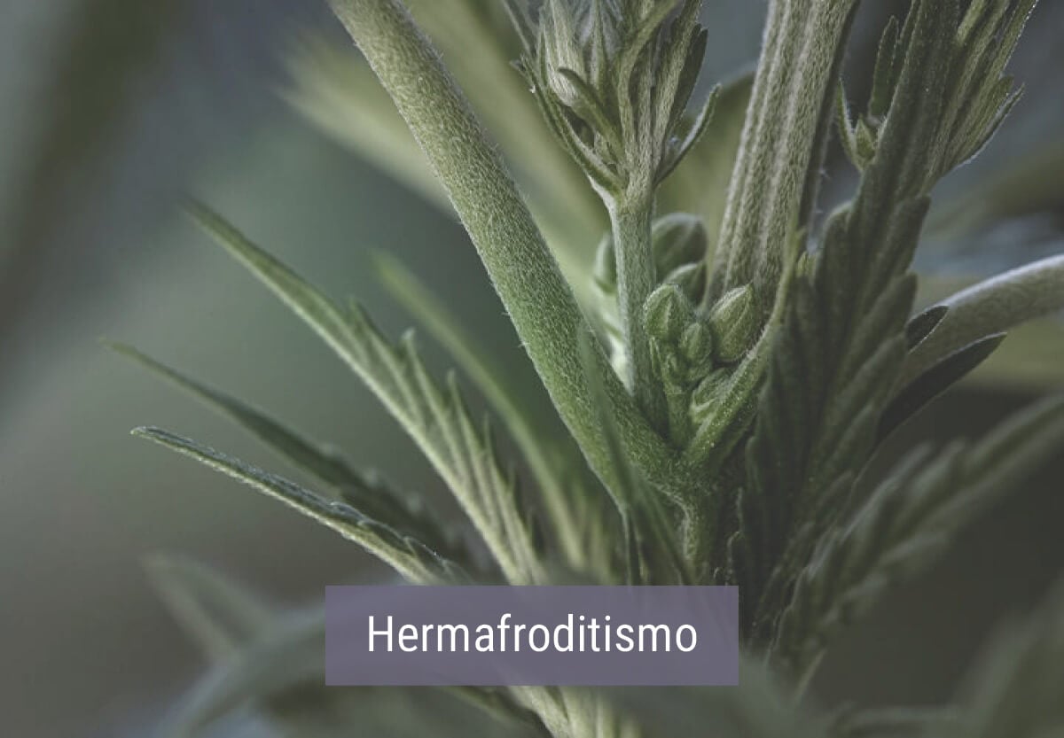 Cómo afecta el frío a las plantas de marihuana Cómo afecta el frío a las plantas de marihuana