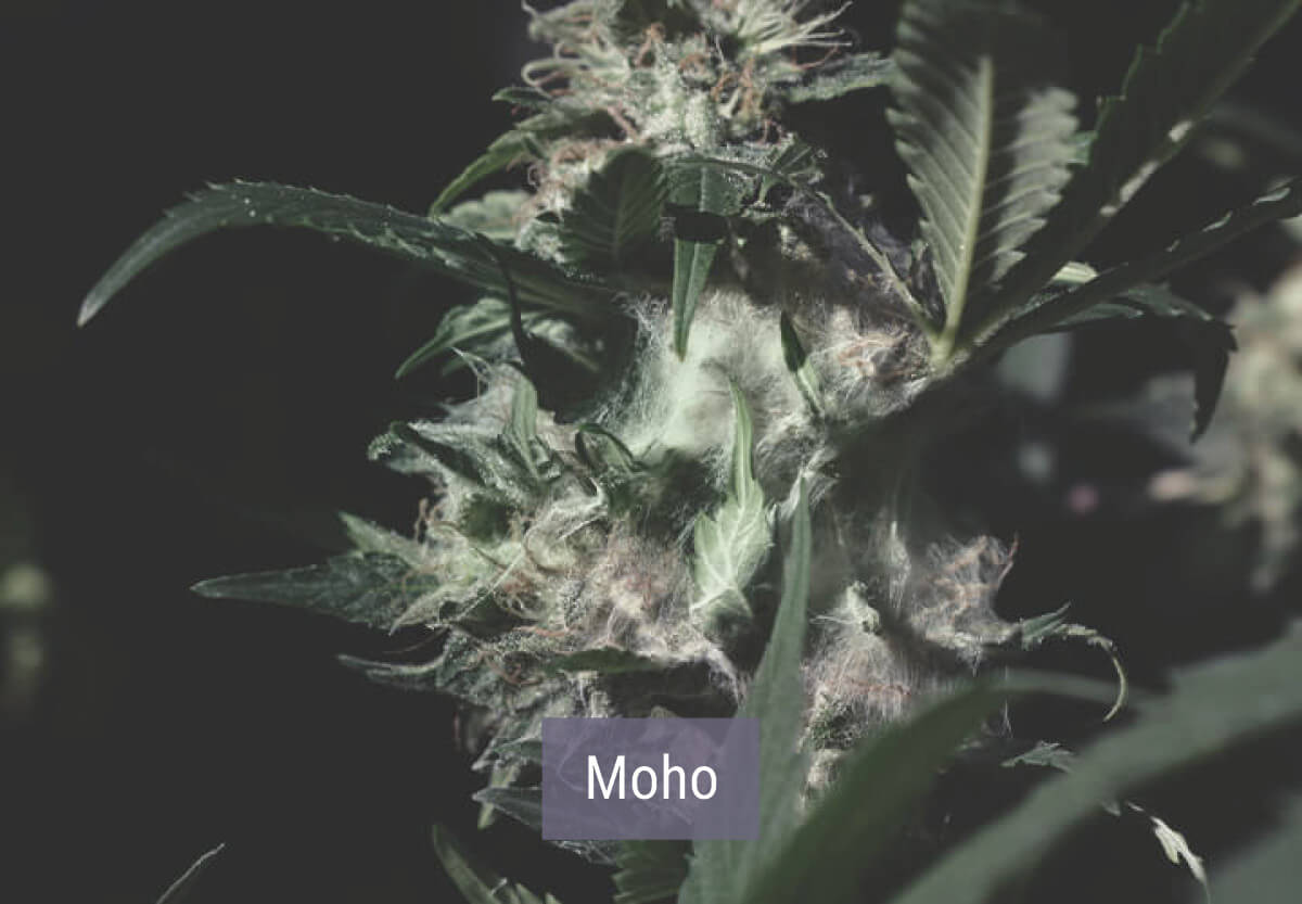 Cómo afecta el frío a las plantas de marihuana Cómo afecta el frío a las plantas de marihuana