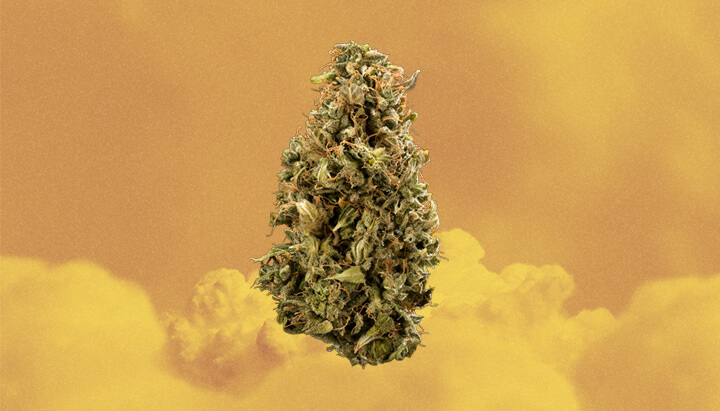 Colombian Gold Cannabis Strain Colombian Gold Cannabis Strain