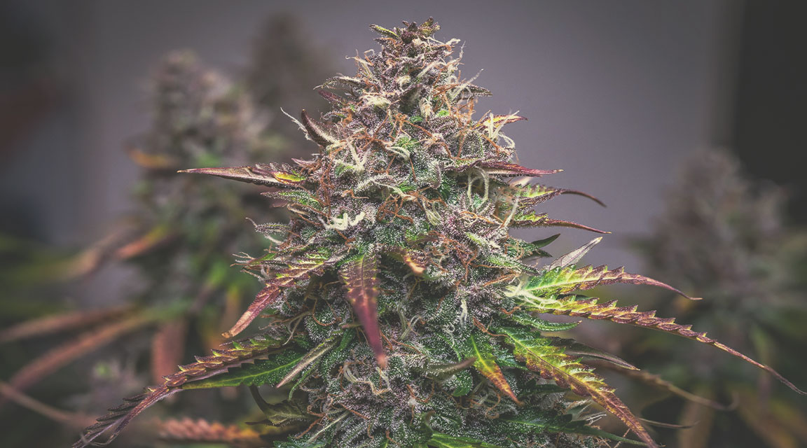 How Do Indoor and Outdoor Weed Compare? How Do Indoor and Outdoor Weed Compare?