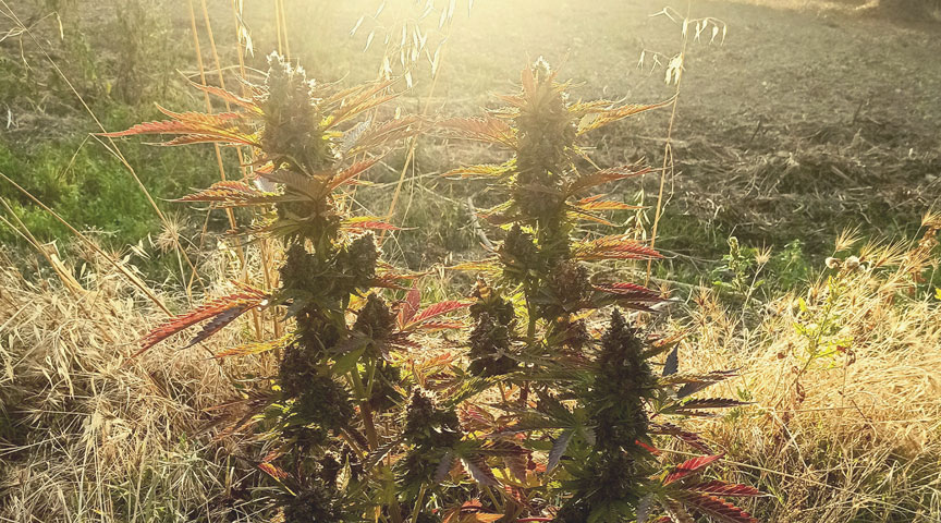 How Do Indoor and Outdoor Weed Compare? How Do Indoor and Outdoor Weed Compare?