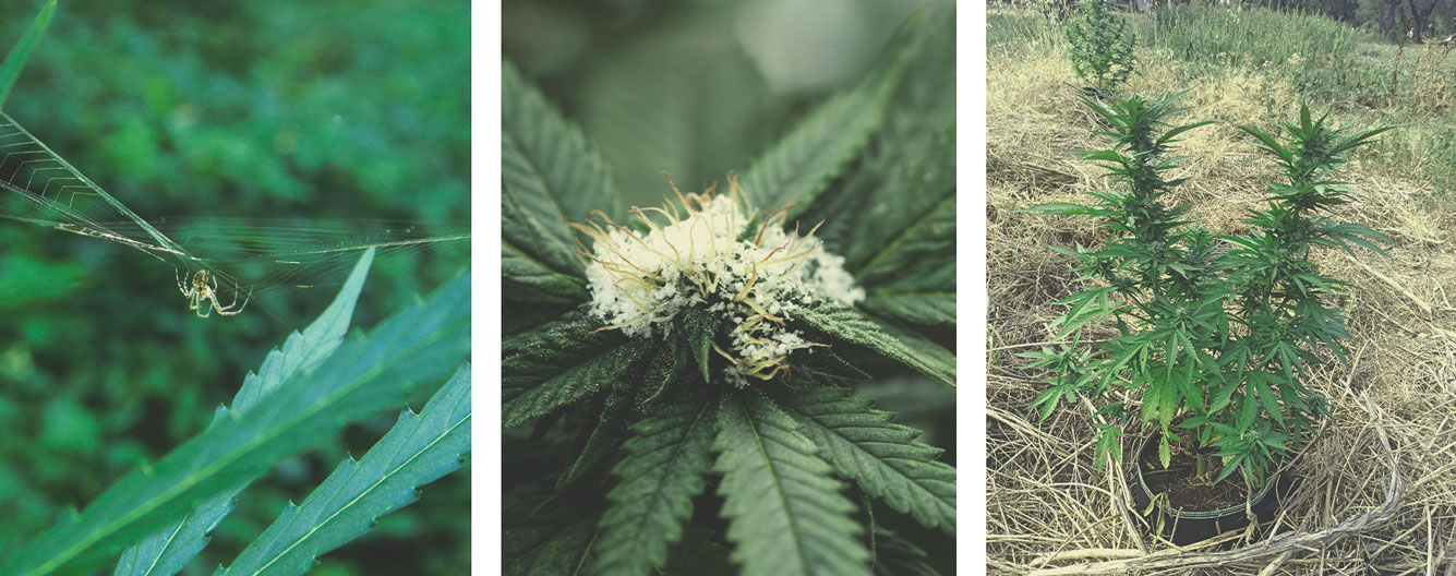 Disadvantages of Growing Cannabis Outdoors Disadvantages of Growing Cannabis Outdoors