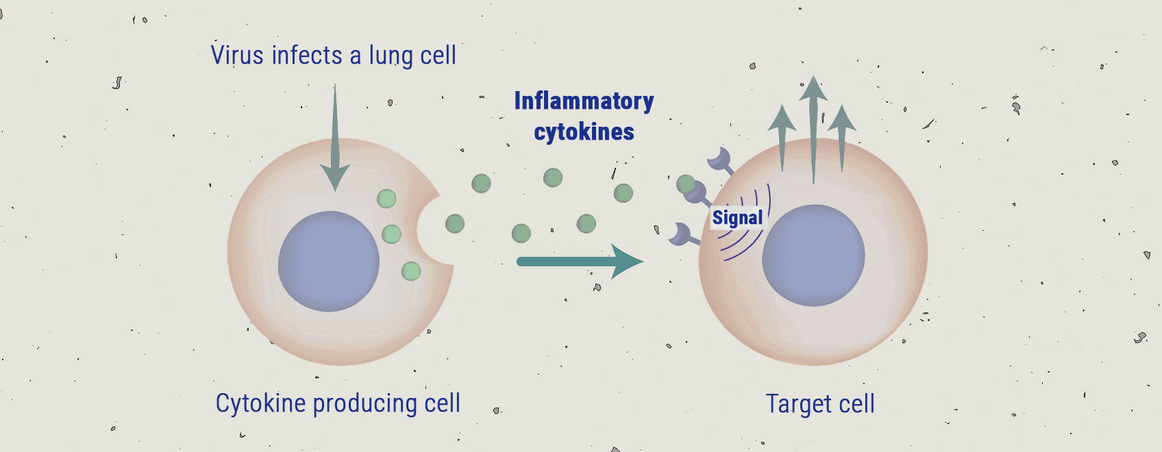 The Cytokine Storm The Cytokine Storm