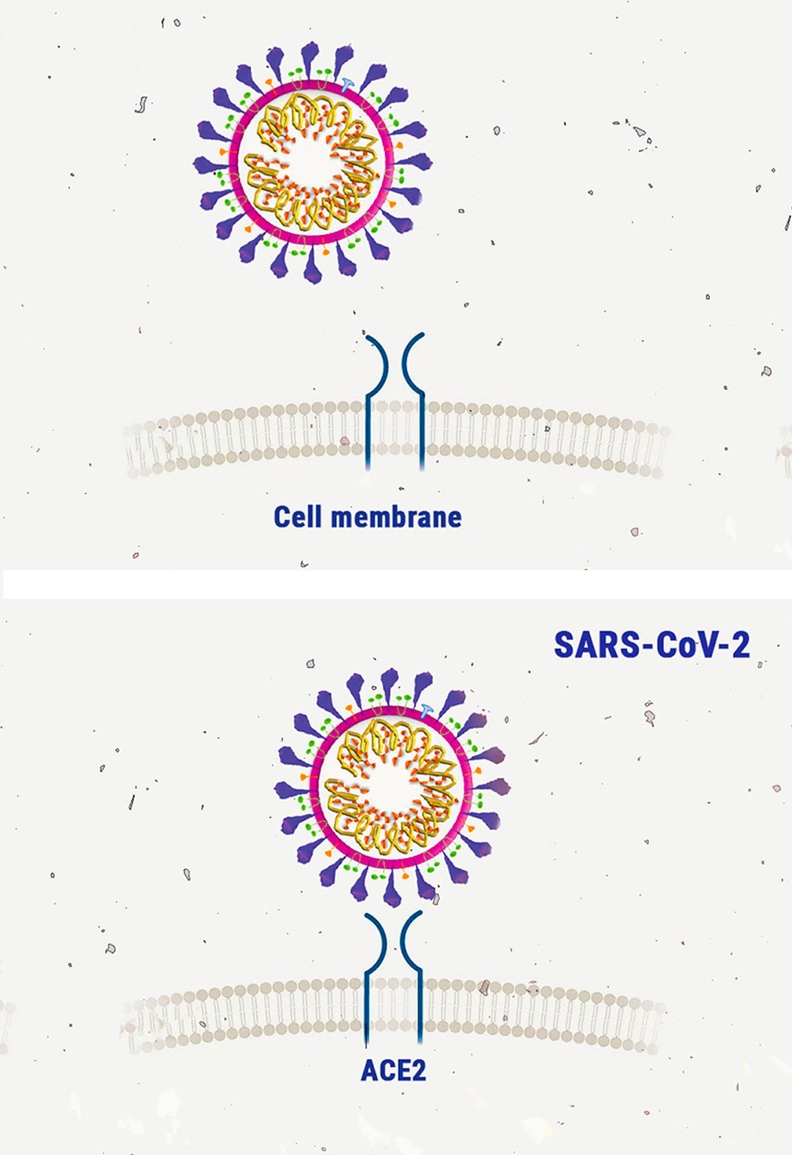 Cannabis and Coronavirus: Inspecting the Research Cannabis and Coronavirus: Inspecting the Research