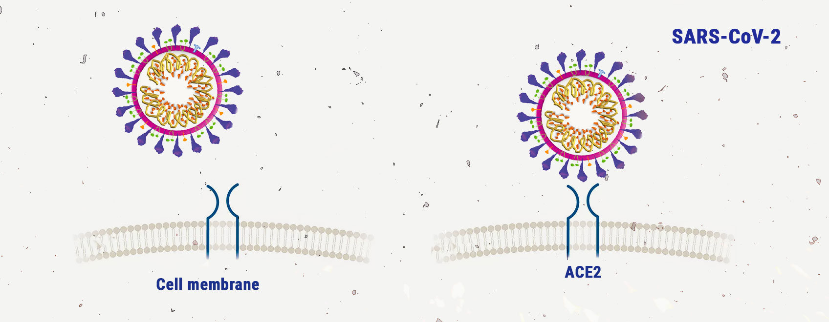 Cannabis and Coronavirus: Inspecting the Research Cannabis and Coronavirus: Inspecting the Research
