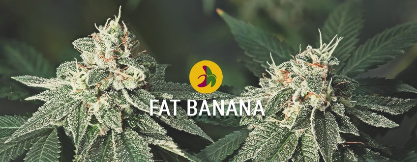 Fat Banana: La Banana més gran I radical