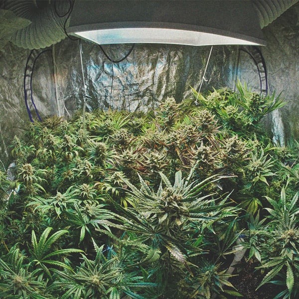 Què necessito per cultivar marihuana d'interior