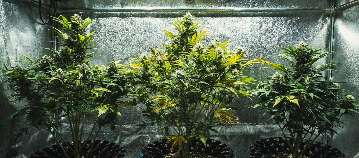 Análisis de cultivo de la Sweet Skunk Automatic Análisis de cultivo de la Sweet Skunk Automatic