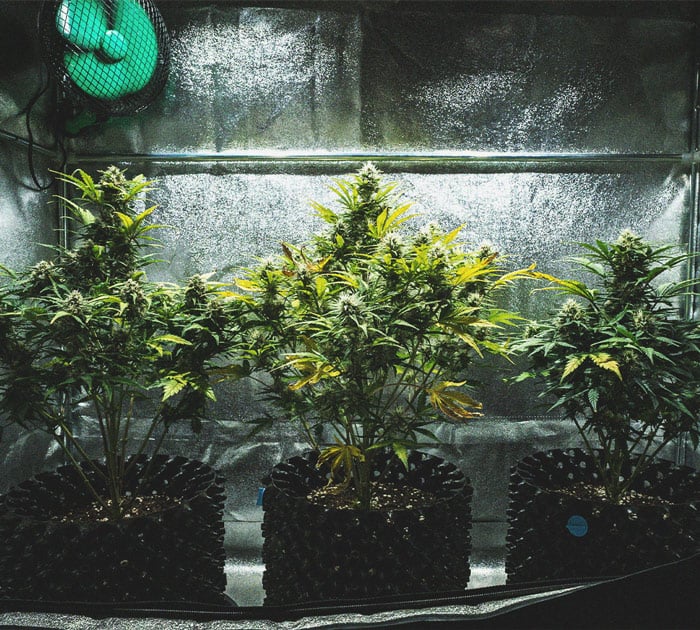 Análisis de cultivo de la Sweet Skunk Automatic Análisis de cultivo de la Sweet Skunk Automatic