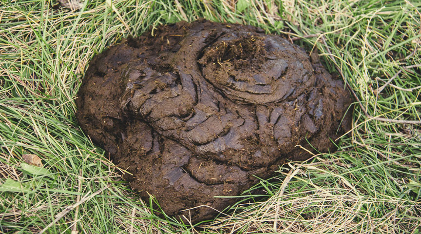 Horse and Cow Manure Horse and Cow Manure