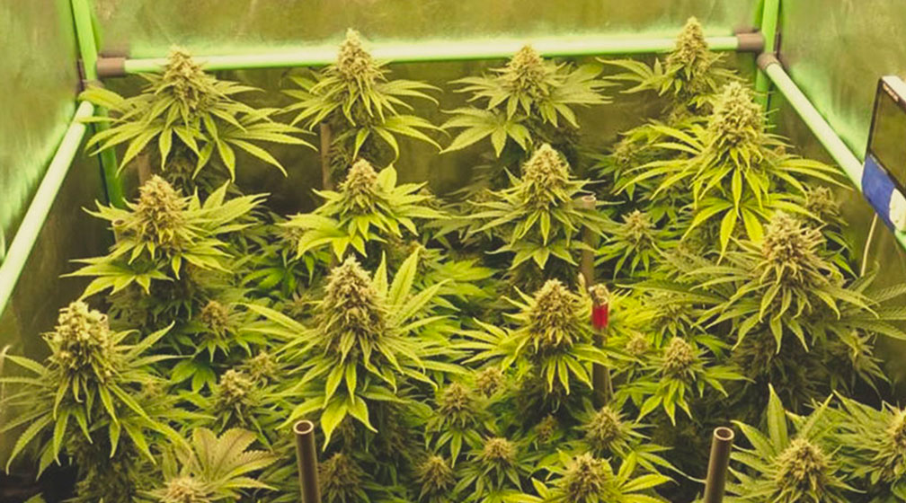 Critical Kush Critical Kush
