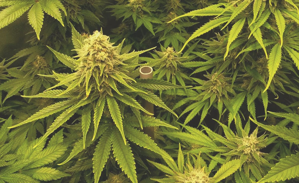 Critical Kush Critical Kush