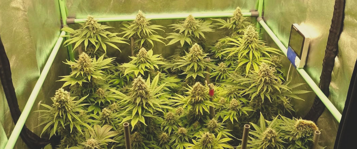 Critical Kush Critical Kush