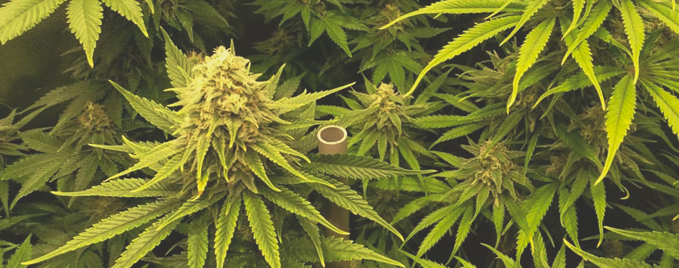 Critical Kush Critical Kush