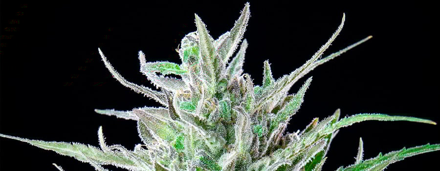 Critical Kush