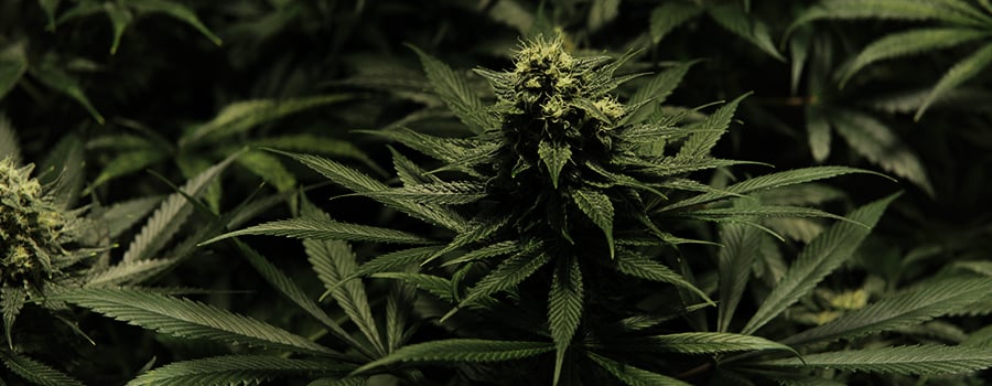 Critical Kush Critical Kush