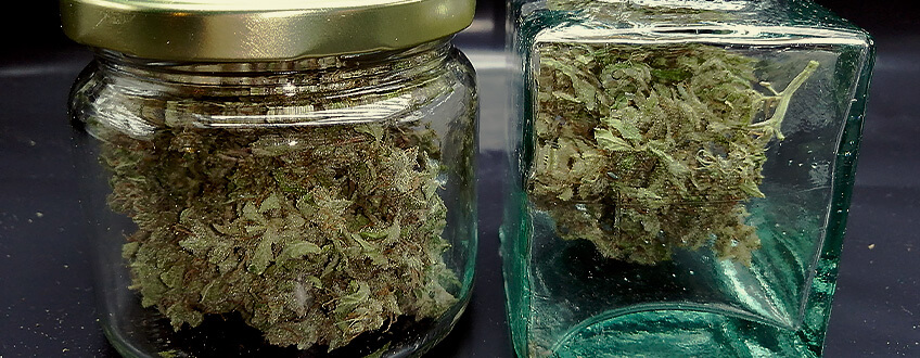 CURA LA TEVA MARIHUANA PERQUÈ RESULTI MÉS SUAU CURA LA TEVA MARIHUANA PERQUÈ RESULTI MÉS SUAU