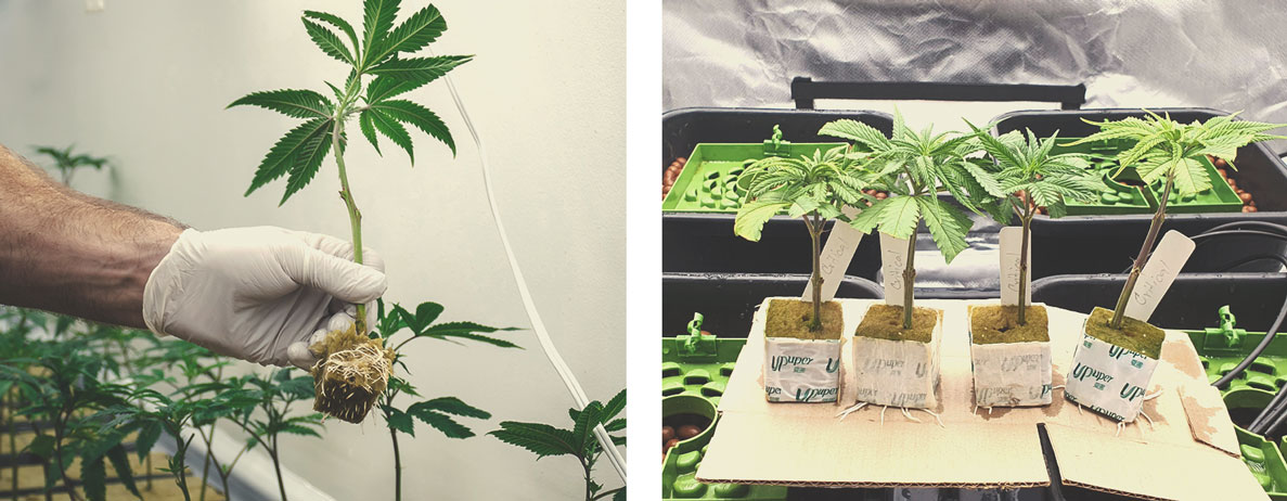 Cuttings (Hydroponics) Cuttings (Hydroponics)