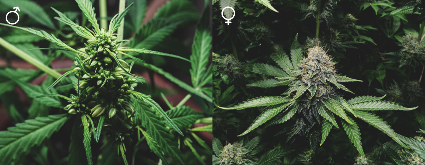 Totes les plantes de marihuana són iguals?
