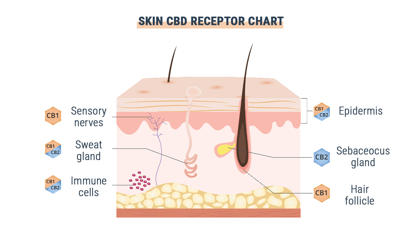 Is GPR55 the Third Cannabinoid Receptor? Is GPR55 the Third Cannabinoid Receptor?