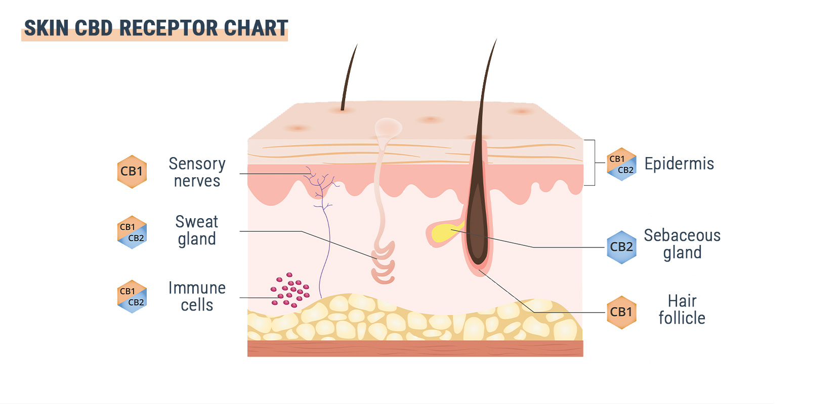 Is GPR55 the Third Cannabinoid Receptor? Is GPR55 the Third Cannabinoid Receptor?