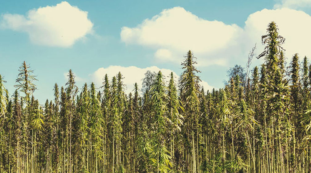 The History of Hemp Farming The History of Hemp Farming