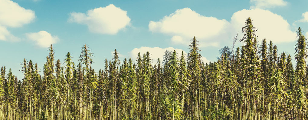 The History of Hemp Farming The History of Hemp Farming