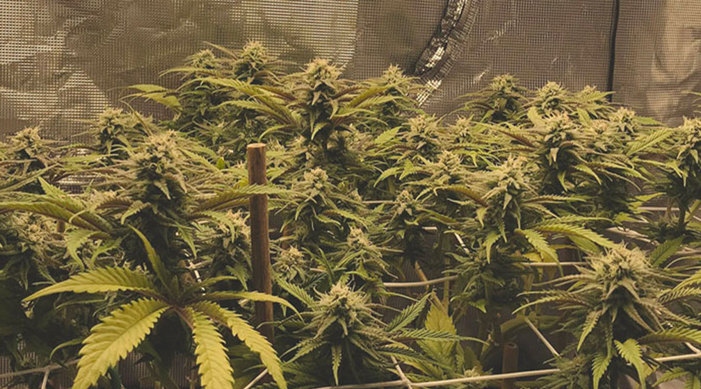 Top 10 Most Popular Feminized Cannabis Strains Top 10 Most Popular Feminized Cannabis Strains