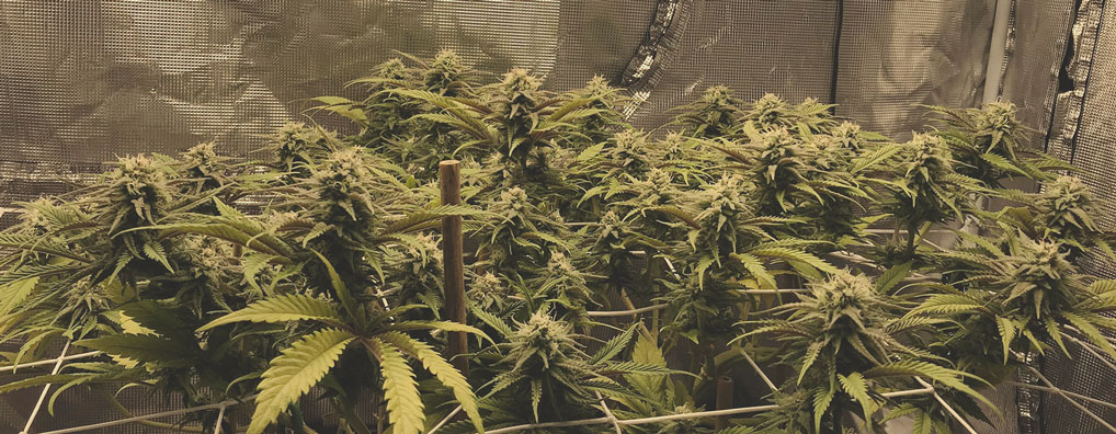 Top 10 Most Popular Feminized Cannabis Strains Top 10 Most Popular Feminized Cannabis Strains