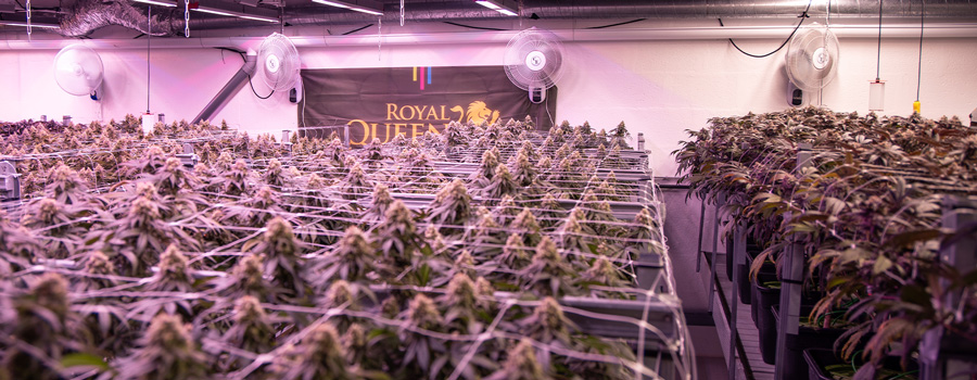 Fertigation in Cannabis Fertigation in Cannabis