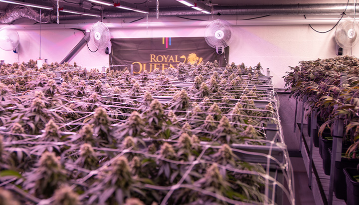 Fertigation in Cannabis Fertigation in Cannabis