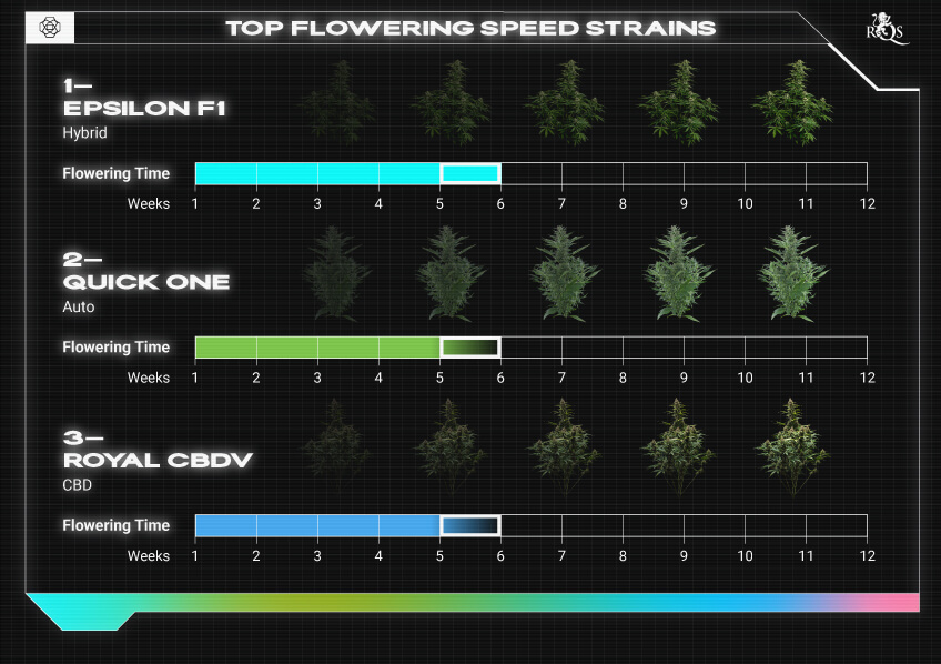 Top RQS Fast-Flowering Strains Top RQS Fast-Flowering Strains