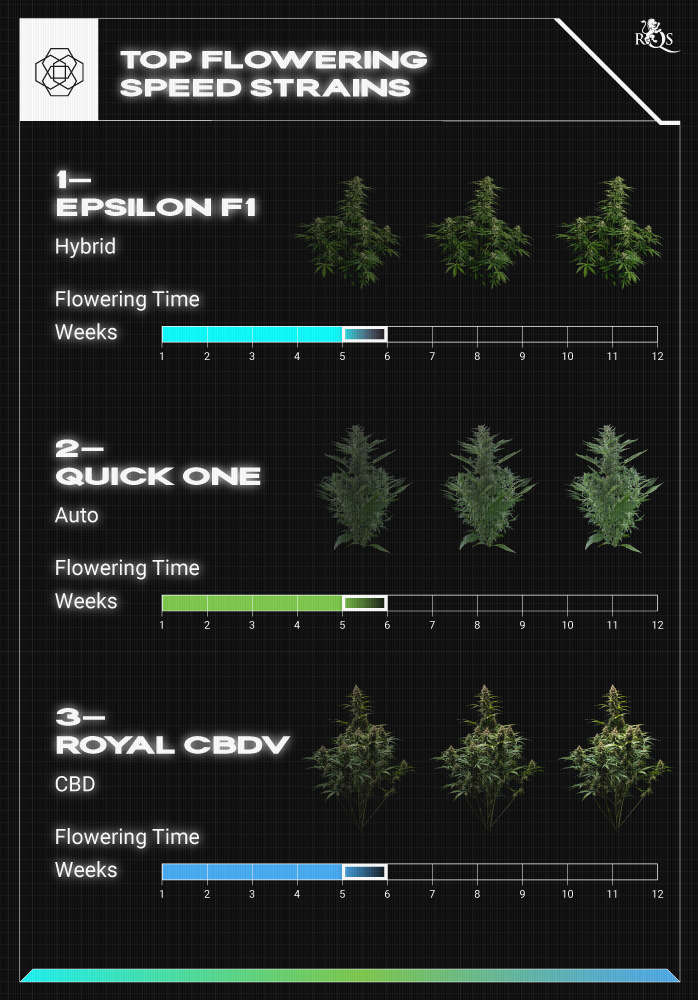 Top RQS Fast-Flowering Strains Top RQS Fast-Flowering Strains
