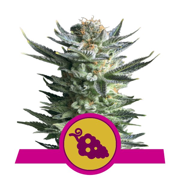 Compra Feminized Fruit Spirit Cannabis Compra Feminized Fruit Spirit Cannabis