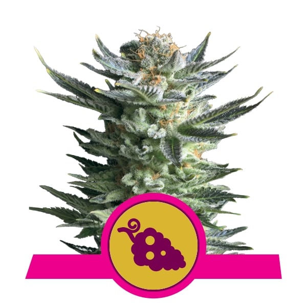 Fruit Spirit Royal Queen Seeds