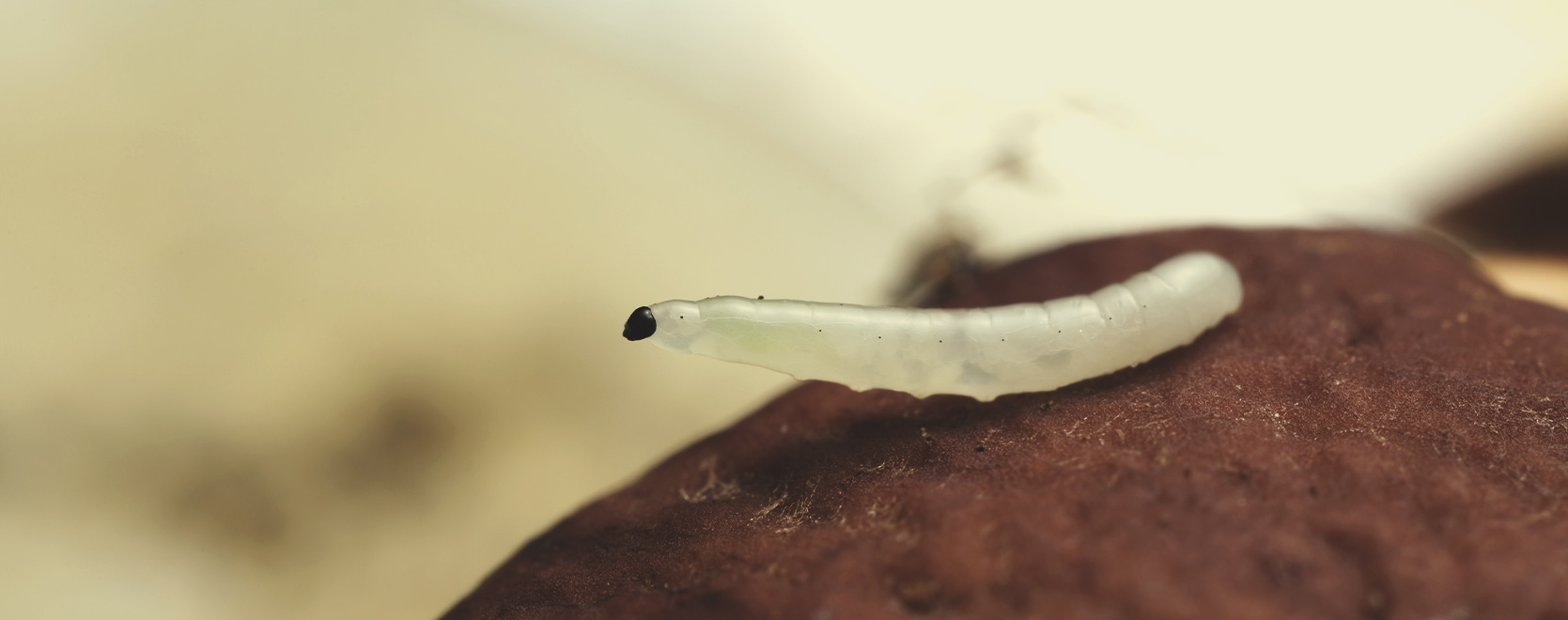 Fungus Gnats Fungus Gnats