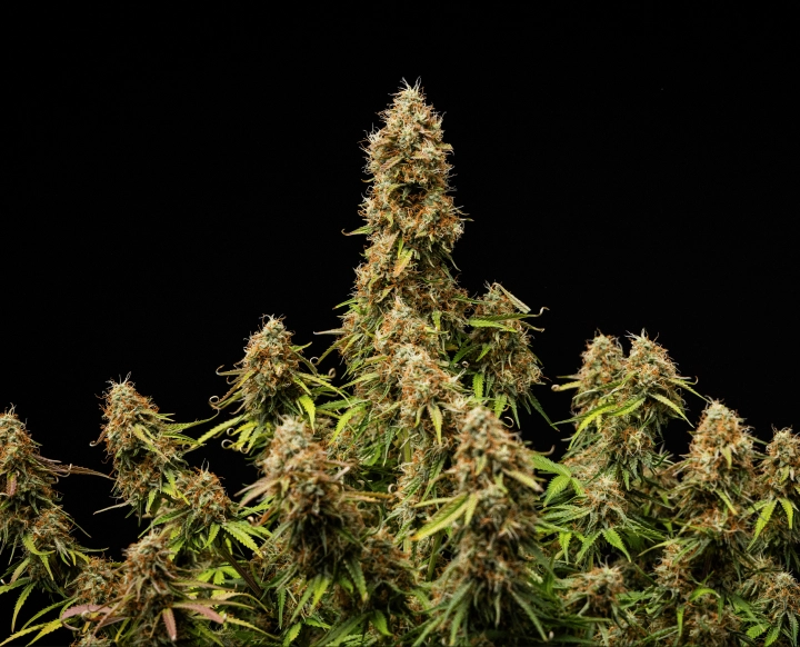 Flors denses i resinoses amb una estructura completament madura al final del cicle