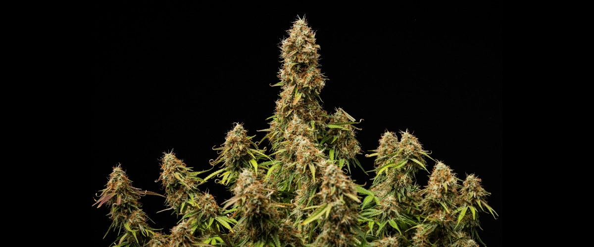 Flors denses i resinoses amb una estructura completament madura al final del cicle