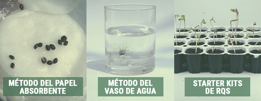 PASO 2: UTILIZA TÉCNICAS DE GERMINACIÓN ADECUADAS PASO 2: UTILIZA TÉCNICAS DE GERMINACIÓN ADECUADAS