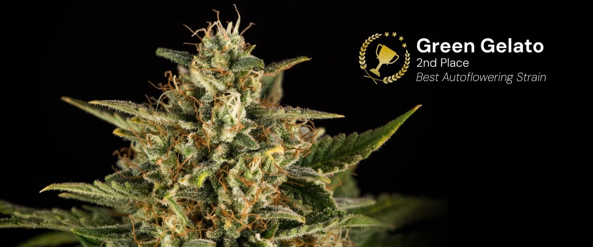 Green Gelato Auto cannabis bud awarded 2nd place best autoflowering strain featuring dense frosty flowers with orange pistils on black background