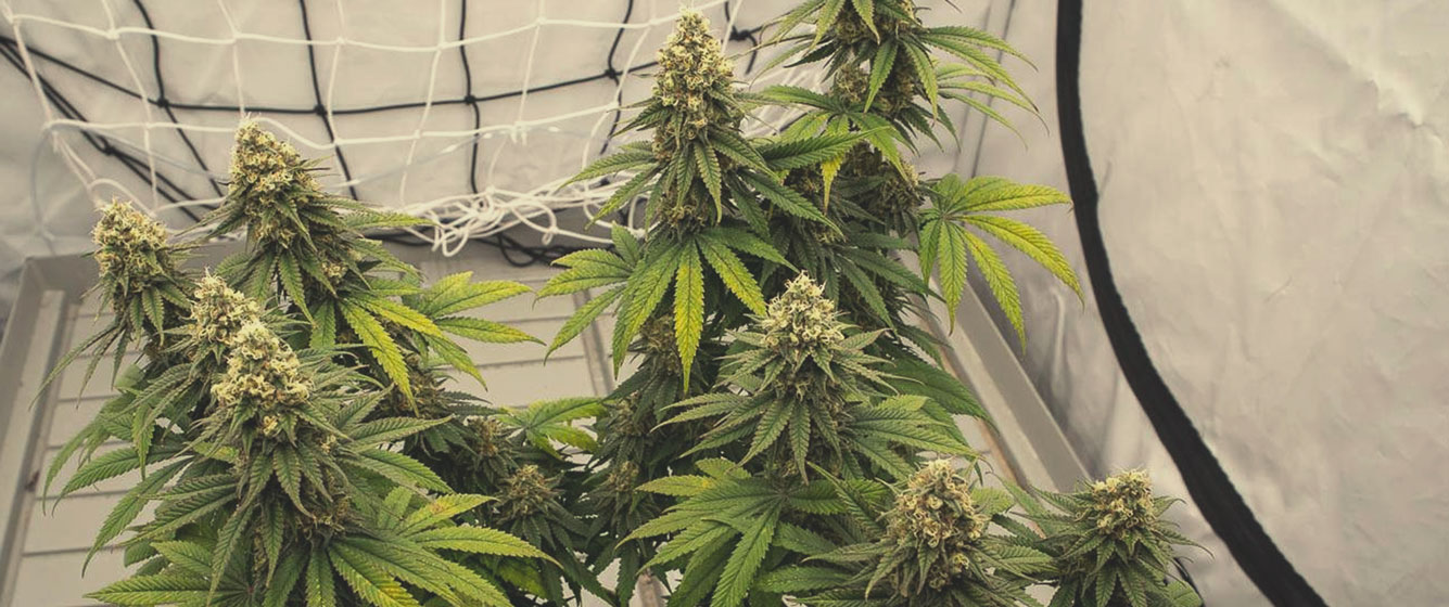 Green Crack Punch Green Crack Punch