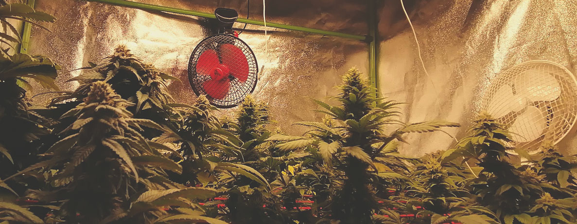Top 10 Most Popular Feminized Cannabis Strains Top 10 Most Popular Feminized Cannabis Strains