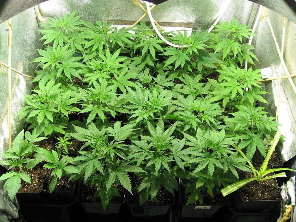 El cultiu de marihuana en interiors El cultiu de marihuana en interiors