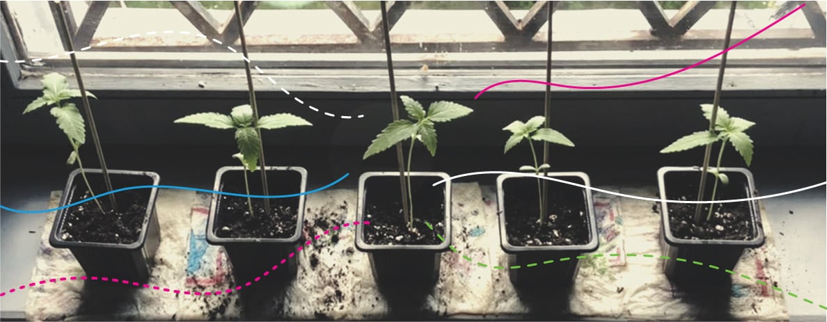 Cómo utilizar los fertilizantes RQS en exterior: Royal Gorilla