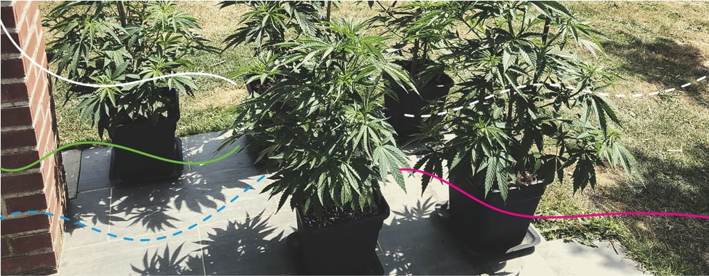 Cómo utilizar los fertilizantes RQS en exterior: Royal Gorilla